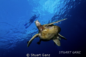 Snorkeler floating above the Honu by Stuart Ganz 